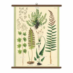Vintage School Chart Of Ferns