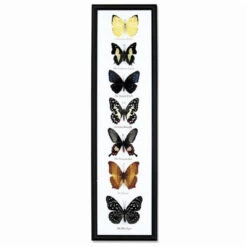 Butterfly Specimens Frame
