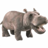 Baby Hippo Hippo