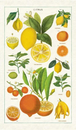 Tea Towel 11 Tea Towel -Home Furnishings TT CITRUS