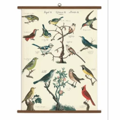 Vintage School Chart Of Birds
