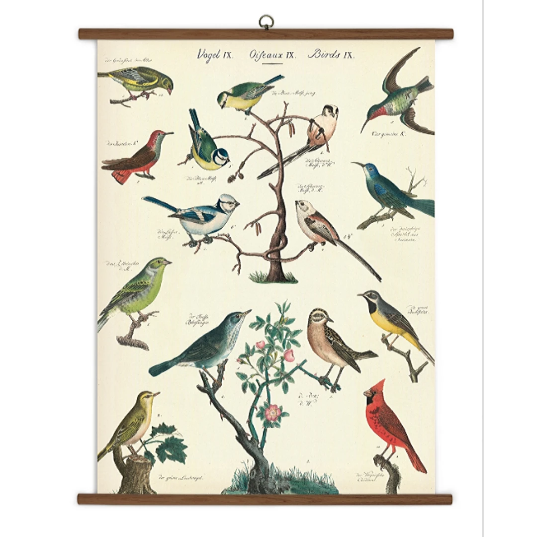 Vintage School Chart Of Birds 1 Vintage School Chart Of Birds