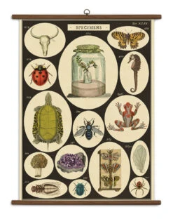 Vintage School Chart Of Specimens